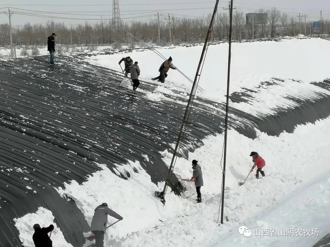 山西省山阴农牧场