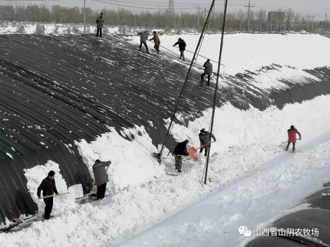 山西省山阴农牧场