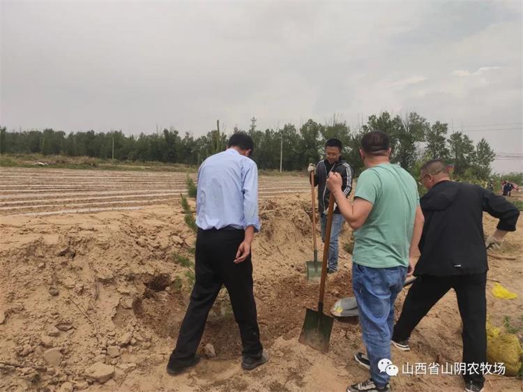 山西省山阴农牧场组织全体干部职工对蔬菜小镇道路进行绿化