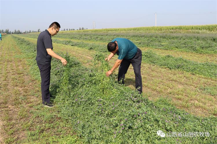 山西省山阴农牧场组织开展第三茬苜蓿收割工作
