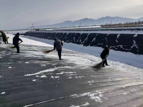 山西省山阴农牧场全力清除  现代农业科技研究院蔬菜大棚积雪